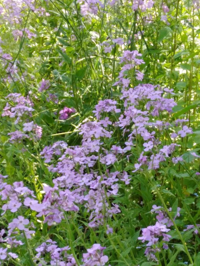 Ferienwohnung Mit Kleinem Garten Sonnenbuhl Bagian luar foto