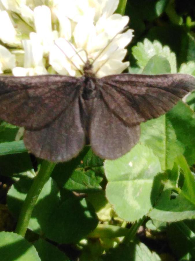 Ferienwohnung Mit Kleinem Garten Sonnenbuhl Bagian luar foto