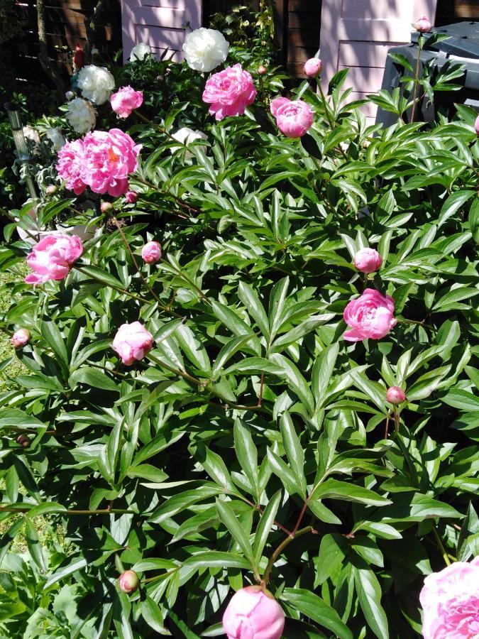 Ferienwohnung Mit Kleinem Garten Sonnenbuhl Bagian luar foto