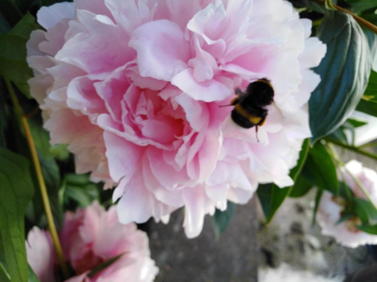 Ferienwohnung Mit Kleinem Garten Sonnenbuhl Bagian luar foto