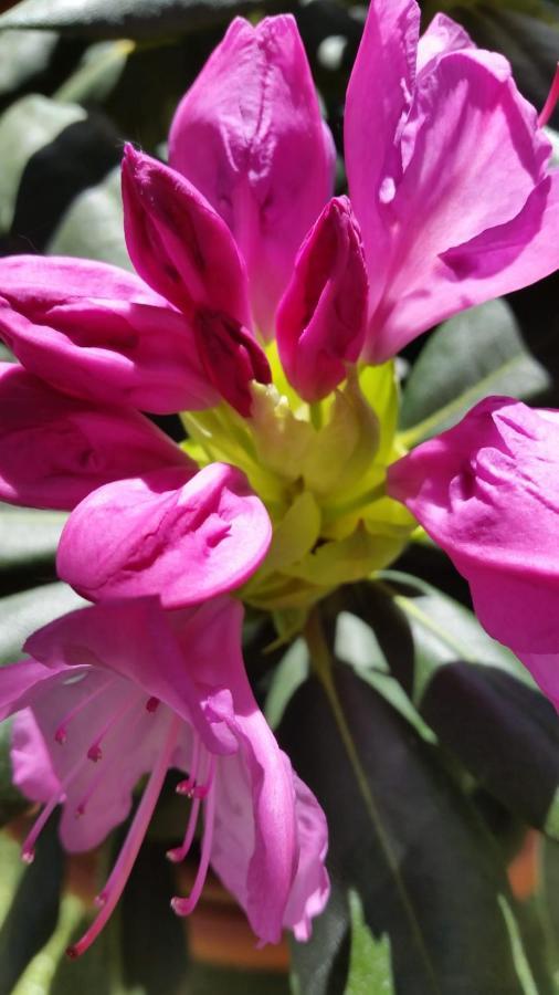 Ferienwohnung Mit Kleinem Garten Sonnenbuhl Bagian luar foto
